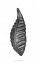 19-1782 Лист декоративный 4.3x11.6 см, толщина 4-5 мм